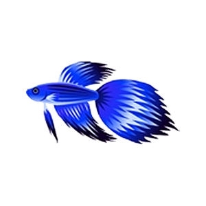 Blue Veiltail Betta